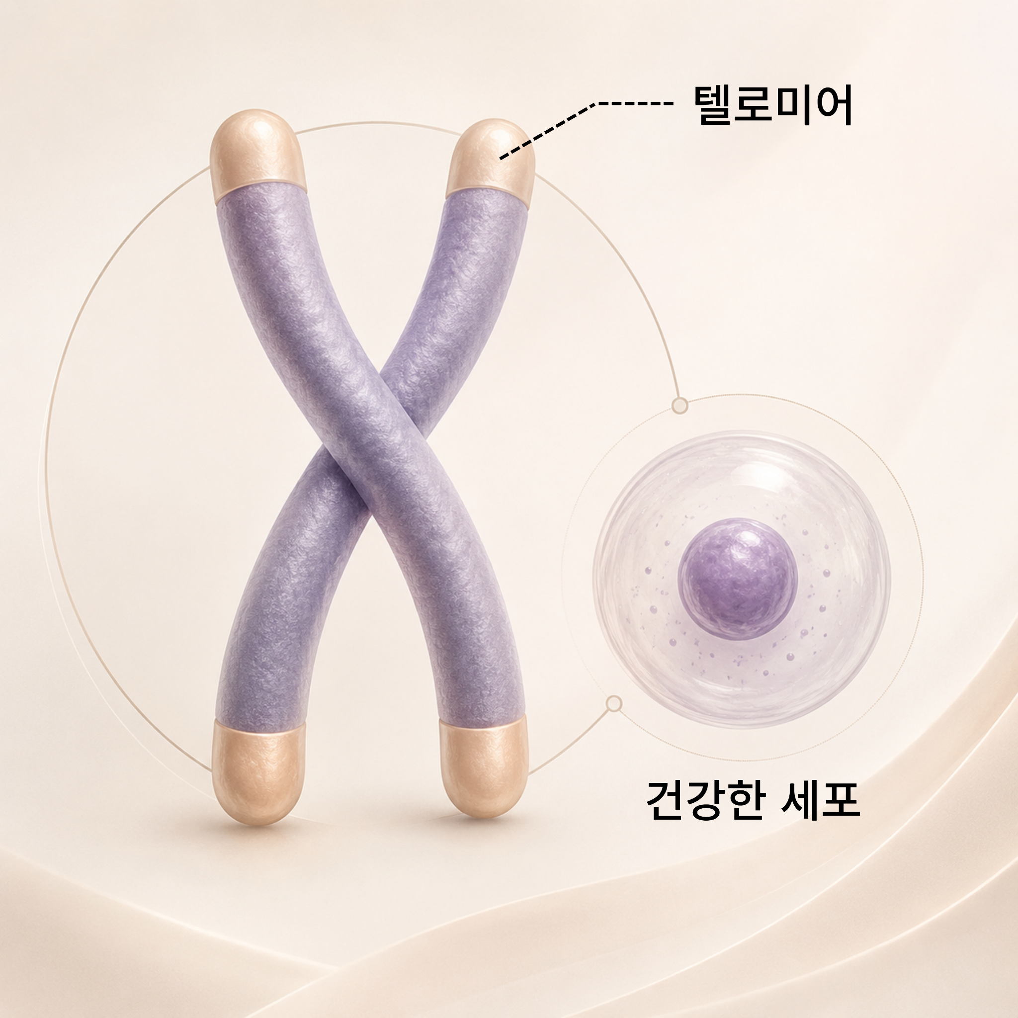 01. 긴 텔로미어 — 젊은 세포