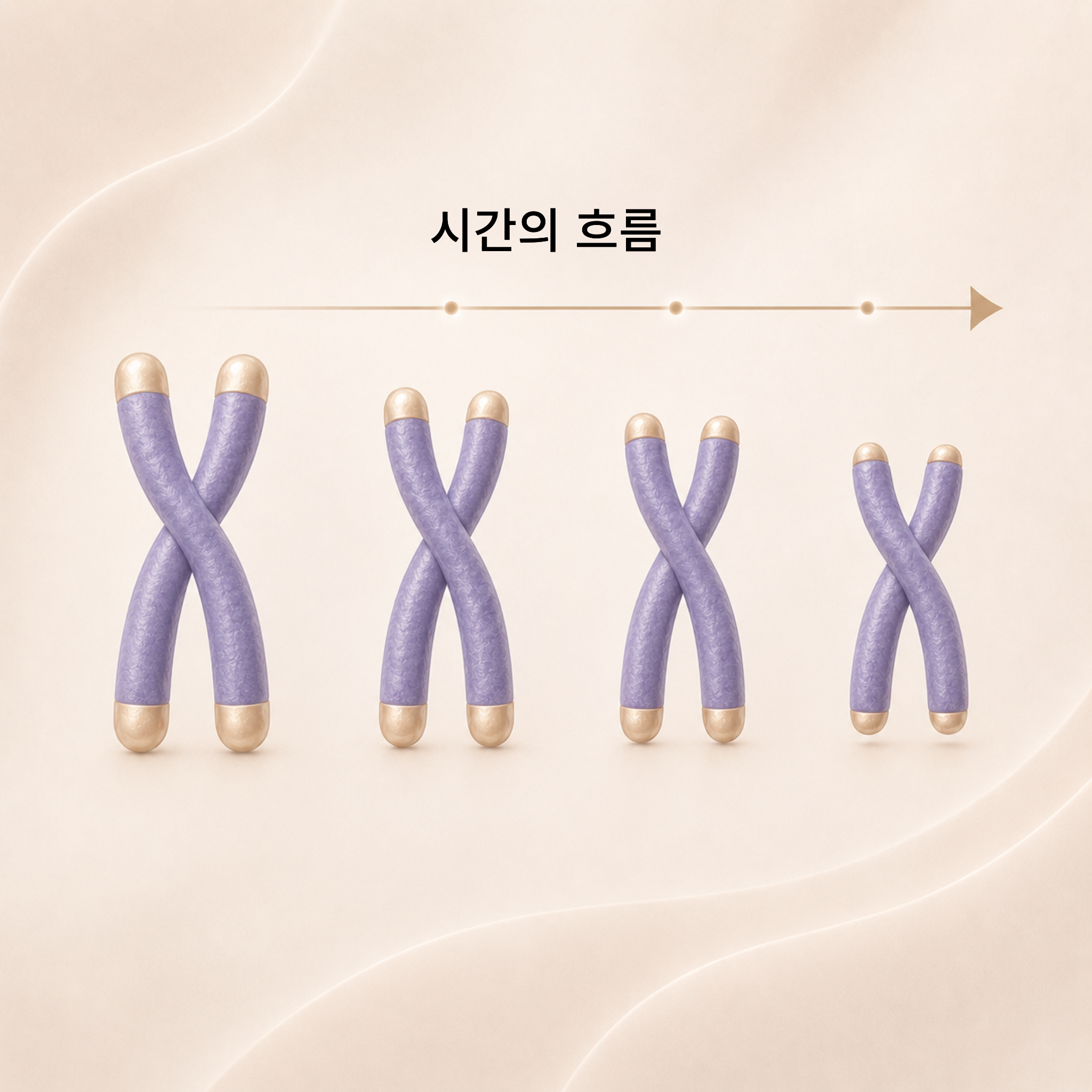 03. 텔로미어 감소