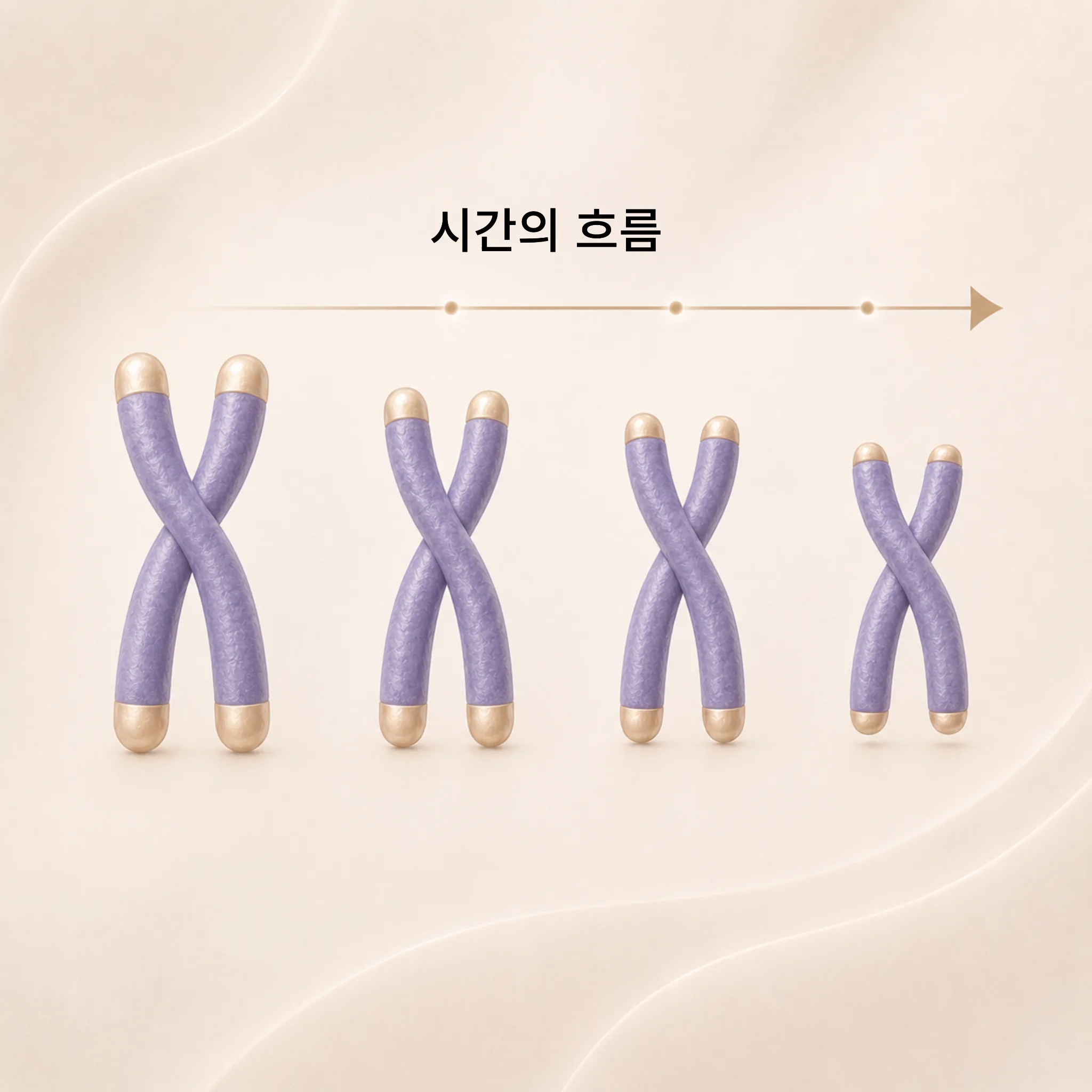 03. 텔로미어 감소