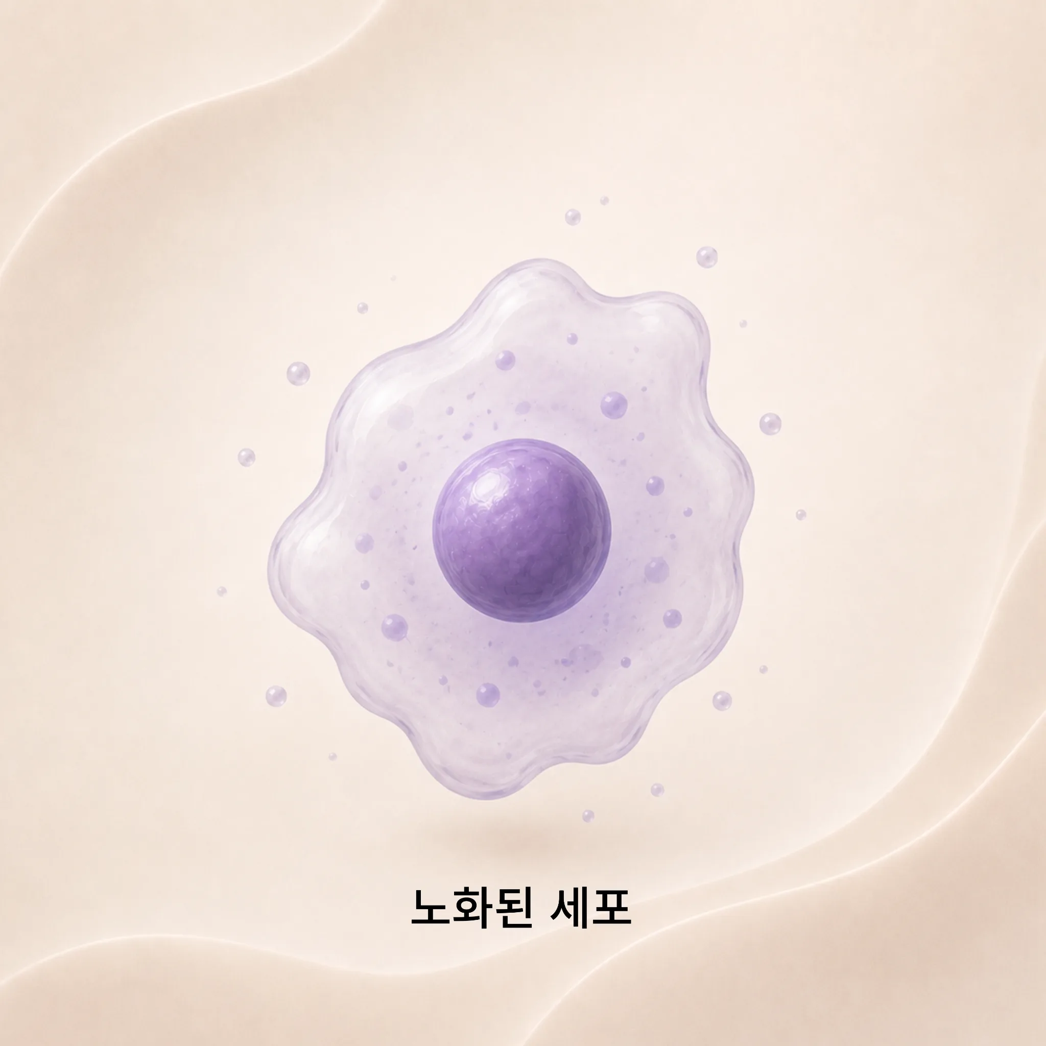 04. 세포 노화 진행